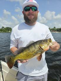 Non-stop peacock action