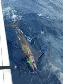 Big Fish Found Far Offshore