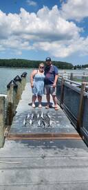 Spanish macheral fishing is picking up!