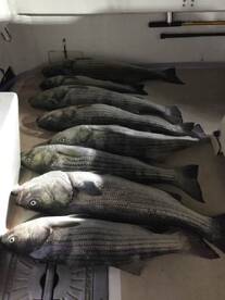 Montauk Report Photo 1