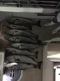 Montauk Report Photo 2