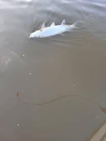 Marco Island Report Photo 2