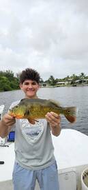 Peacocks in the south florida Amazon. 