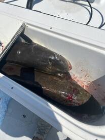 Great fishing continues