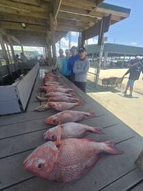 EASY LIMITS OF RED SNAPPER