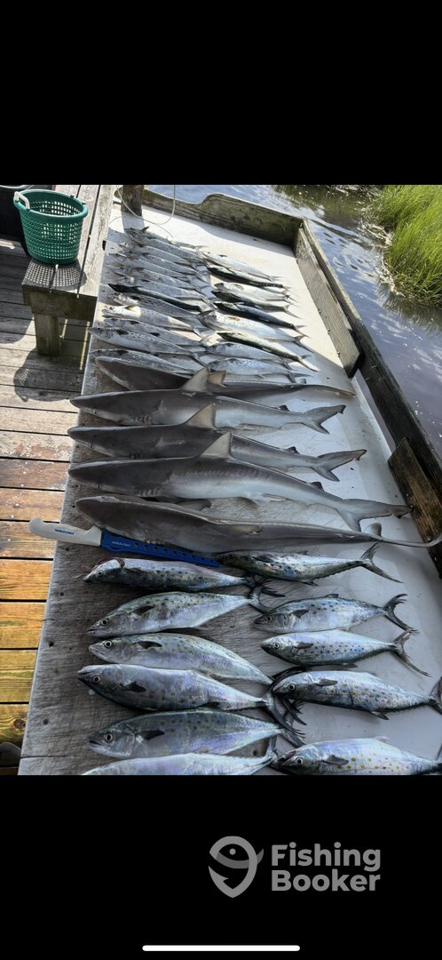 Calabash Report Photo 0