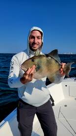 Triggerfish fish are chewing the paint o