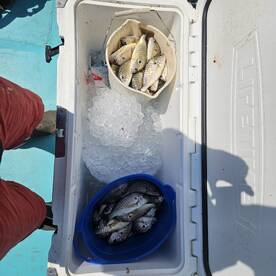 Solomons Report Photo 1