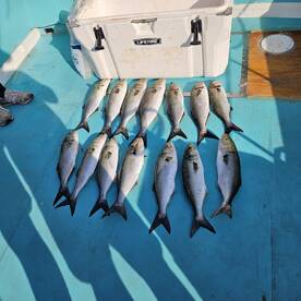 Solomons Report Photo 1