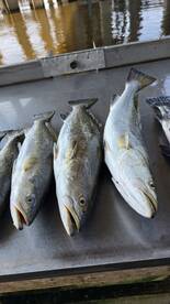 D'Iberville Report Photo 3