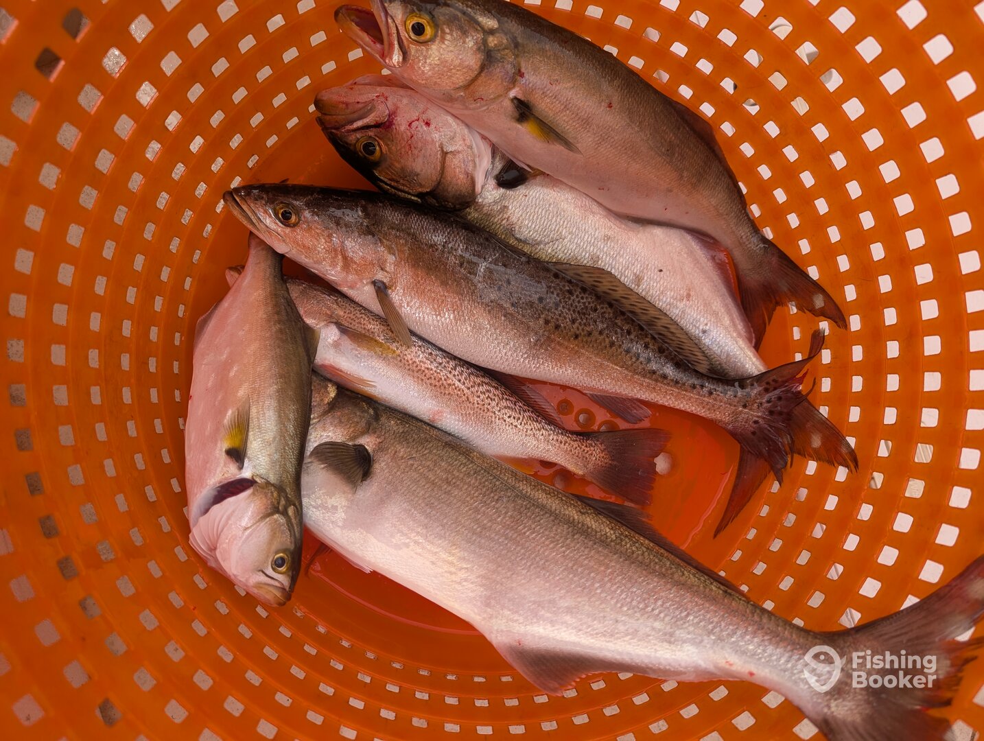 Hatteras Report Photo 0