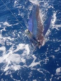 07/07/25 - 1 White Marlin released with 