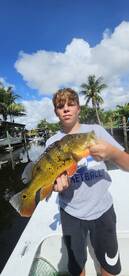 Peacock bass paradise 