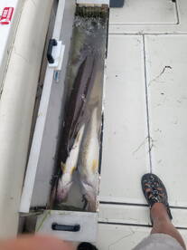 St. Clair Shores Report Photo 2