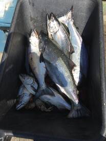 Black Creek Report Photo 2