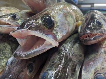 Lakeside Marblehead Report Photo 2