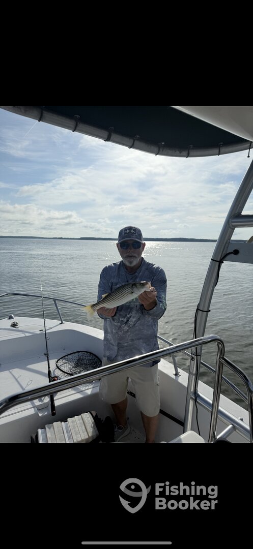 Bellevue Report Photo 0