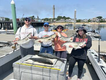 Striped bass are here