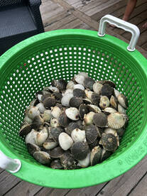 Scallops everywhere!