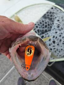 Walleye  are on fire