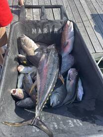 Bethany Beach Report Photo 2