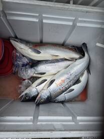 Palmer Report Photo 1