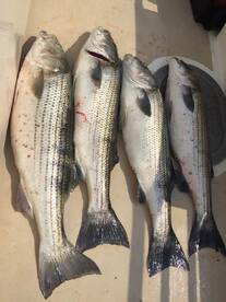 Montauk Report Photo 2