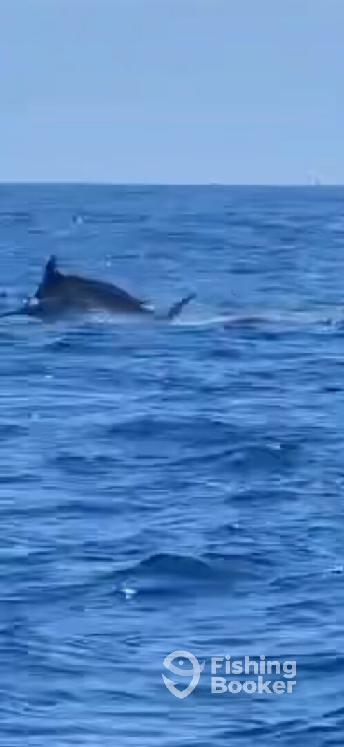 Ocean City Report Photo 0