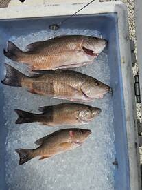 The Mangrove's are Biting!