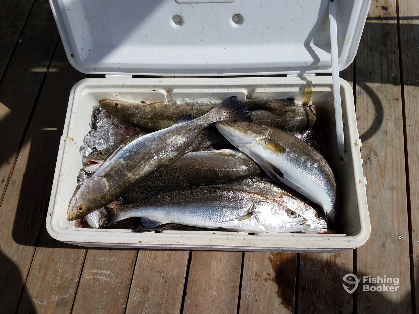 Gulf Shores Report Photo 0