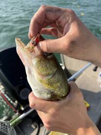 Caseville Report Photo 2