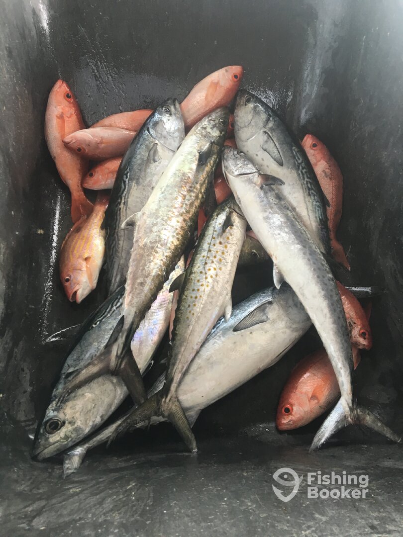 Orange Beach Report Photo 0