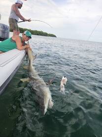 Inshore shark fishing 
