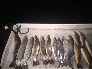 Sarasota Report Photo 2