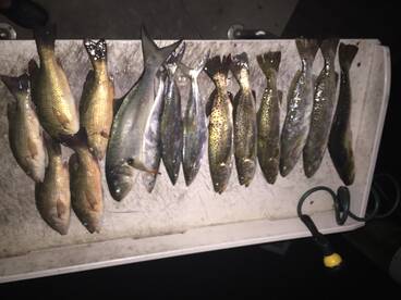 Sarasota Report Photo 1