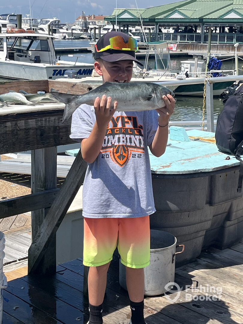 Wildwood Report Photo 0