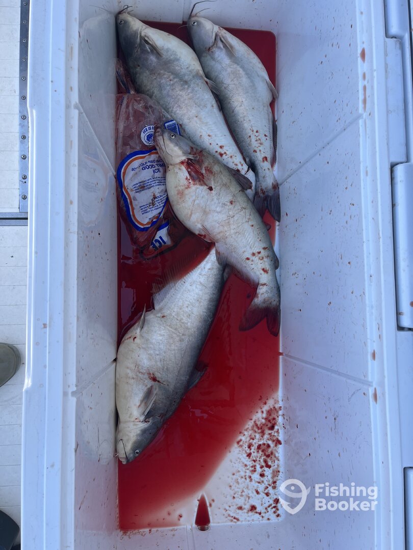 Pasadena Report Photo 0