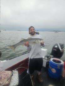 Stripers up to 35 pounds plus!