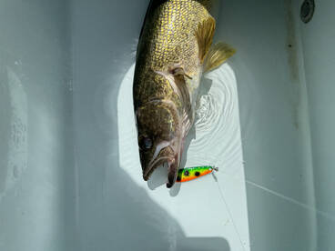 Traverse City Report Photo 1