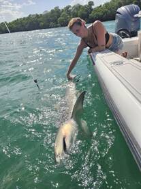 Big sharks every day 