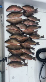 Snapper have been on fire! 