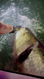 Summertime Tarpon in Ft. Lauderdale