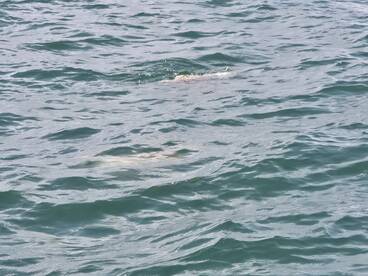 Murrells Inlet Report Photo 1