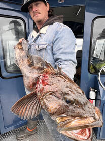 Ocean rockfish, lingcod, striped bass