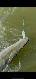 NO LIVE BAIT NEEDED vs Alligator gar 