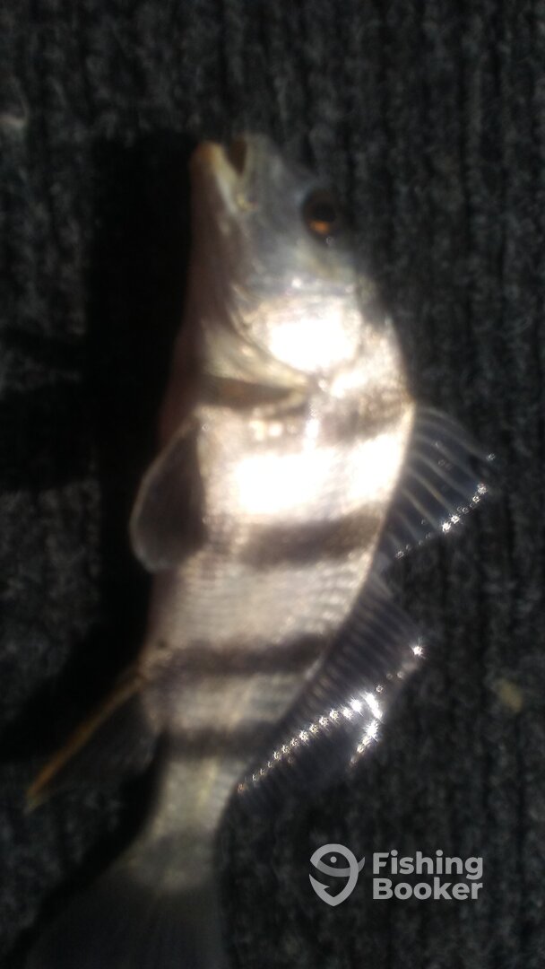 Chincoteague Report Photo 0