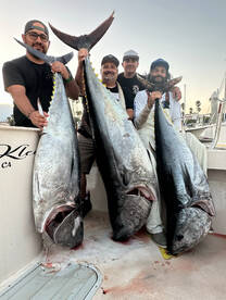 Trophy Bluefin Tuna 