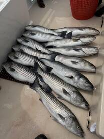 Montauk Report Photo 1