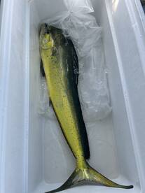 Haleiwa Report Photo 1