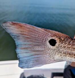 Saluda Report Photo 1